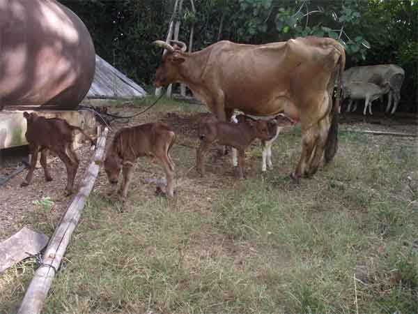 Mayelín, una vaca criolla de 12 años, parió cuatro terneros