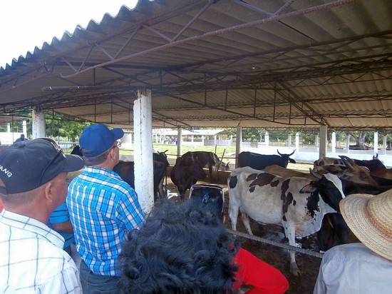 Ministro de la Agricultura recorre unidades de producción ganadera en Isla de la Juventud