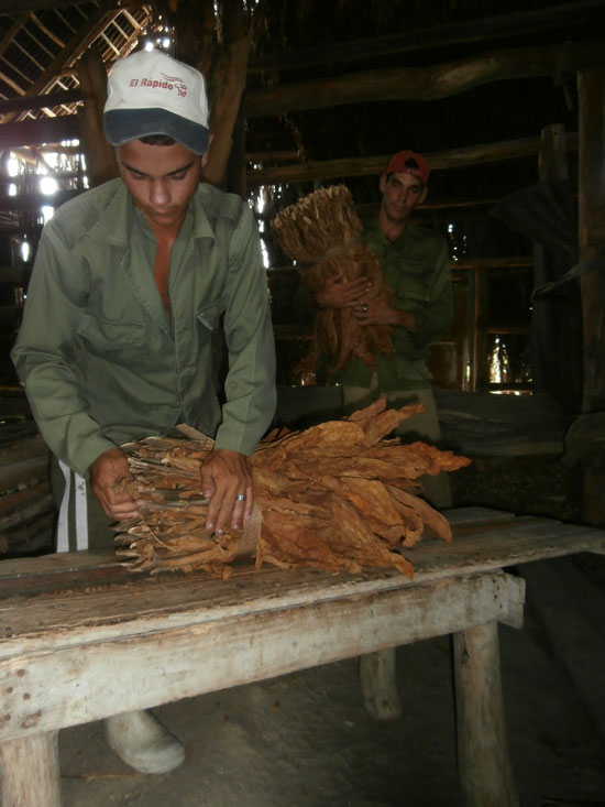 producción de tabaco en Sancti Spíritus