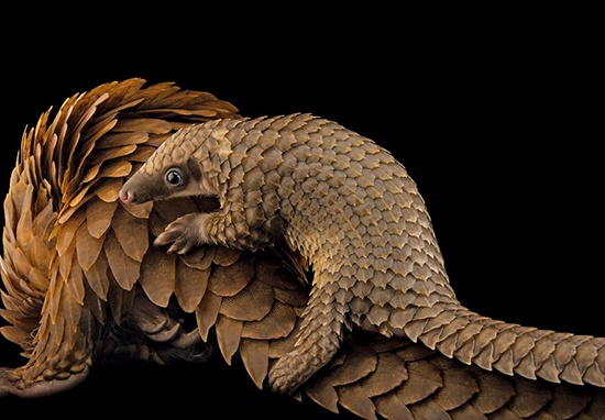 Pangolin bebé se desplaza sobre la cola de su madre