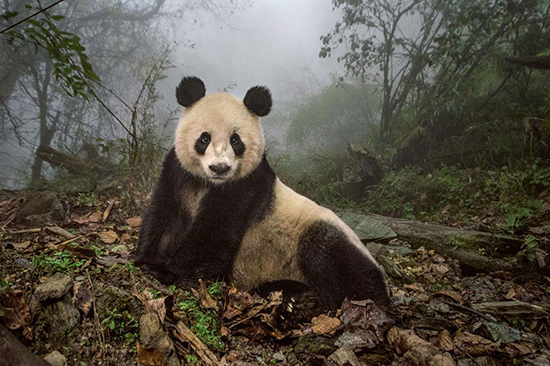 Panda en la reserva natural de Wolong China