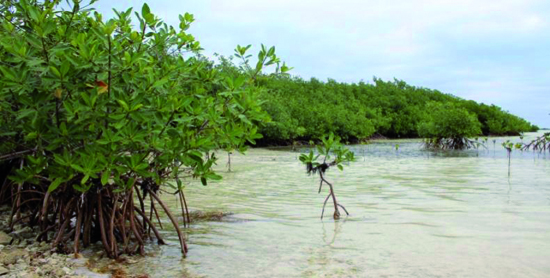El ecosistema Sabana-Camagüey