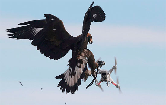 Águila caza un dron