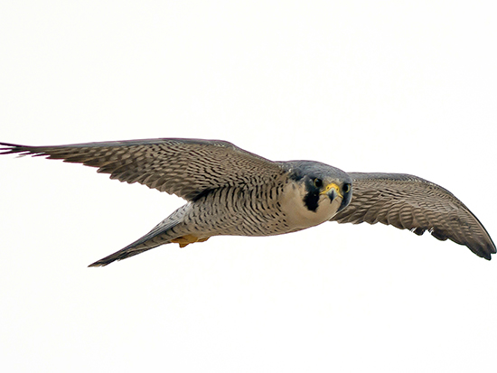 Halcones peregrinos