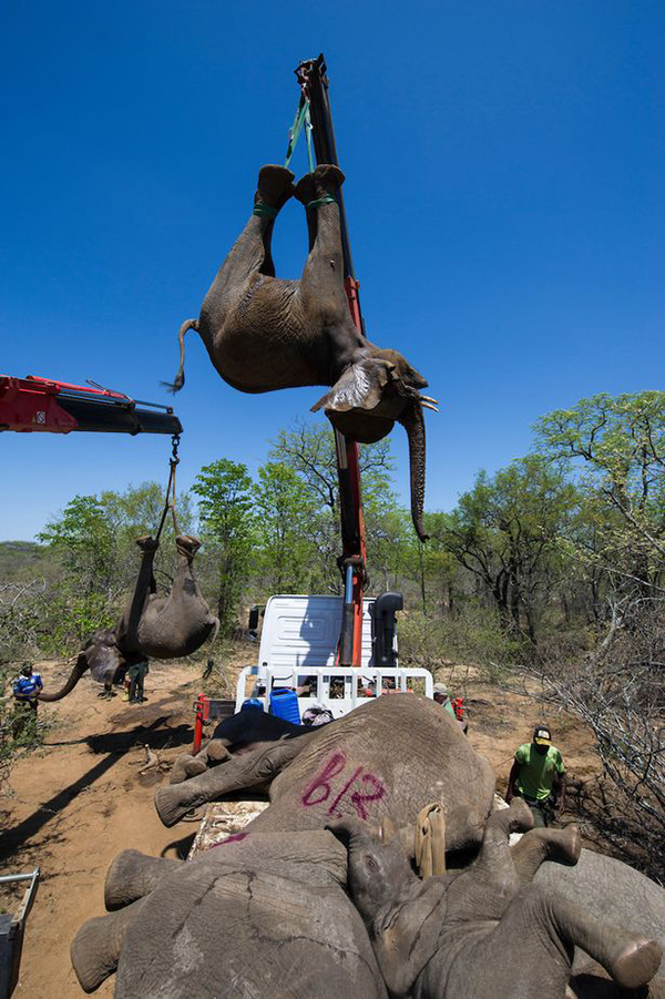 Los elefantes sí vuelan, graciosa operación de rescate en Sudáfrica