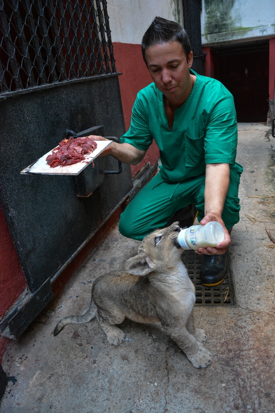 Alimentación de los animales en el zoológico