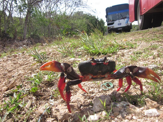 Cangrejo rojo