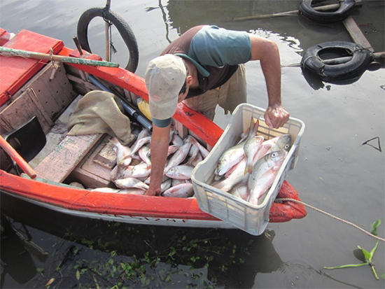 Pescadores matanceros