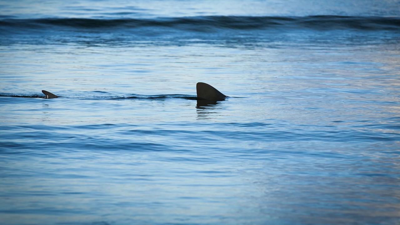 Tiburones