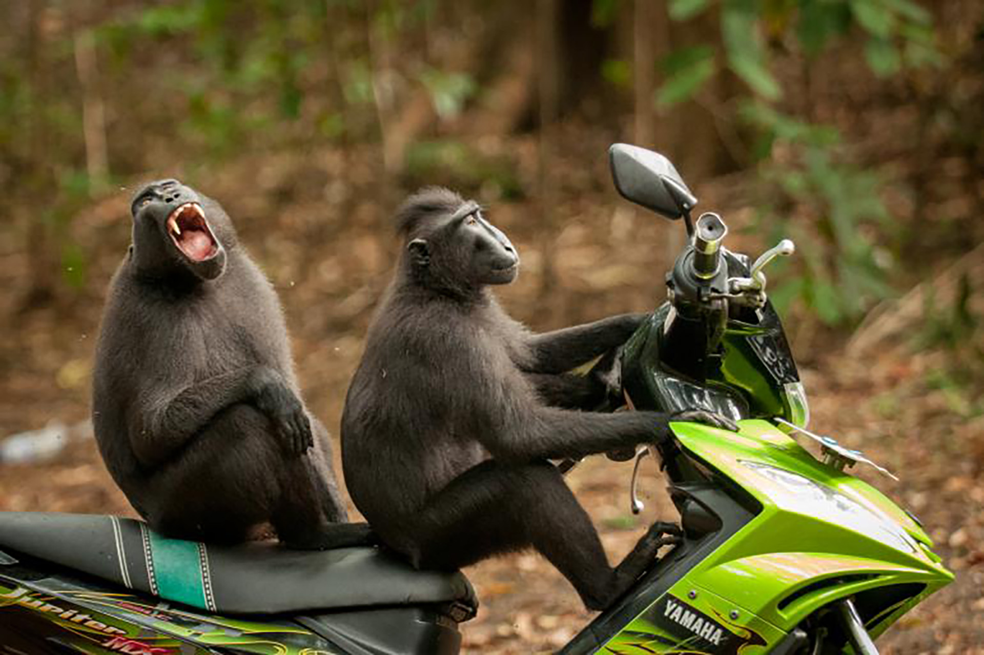 Monos en Moto