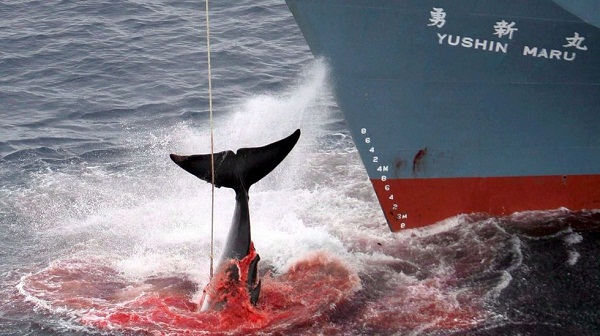 Caza de ballenas en el océano pacífico