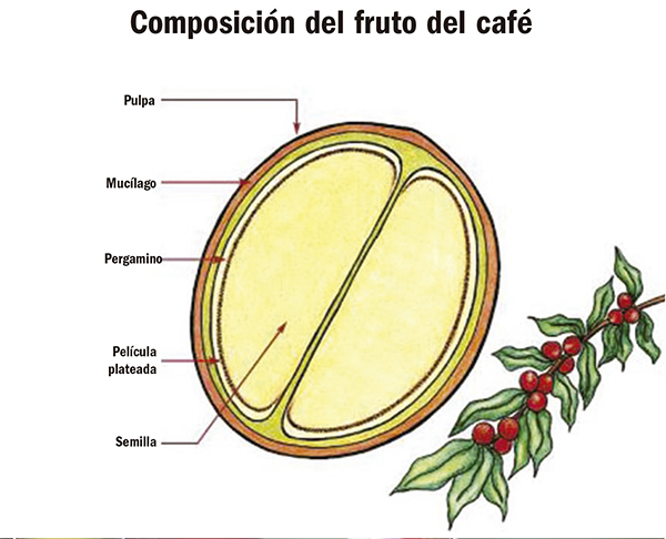 Composición del fruto del café