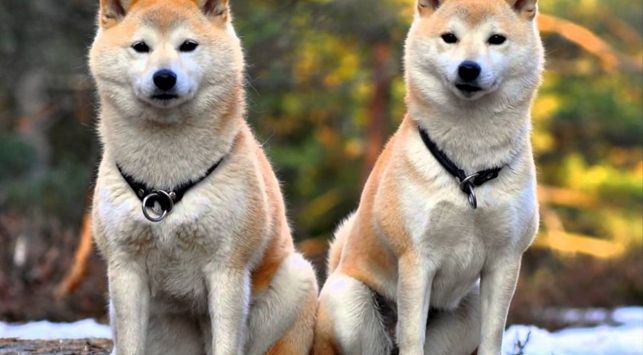 El Akita Inu tiene su origen en Japón