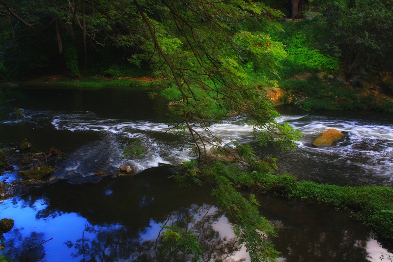 El Bosque de la Habana