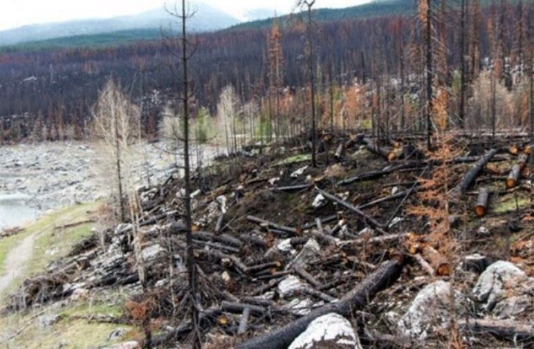 Incendios forestales en el ártico