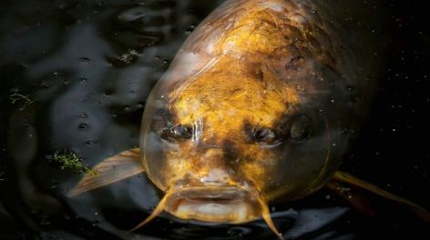 Hallan pez con rostro humano nadando en un lago en China