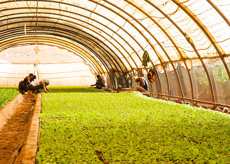 Canteros de plantas de tabaco.