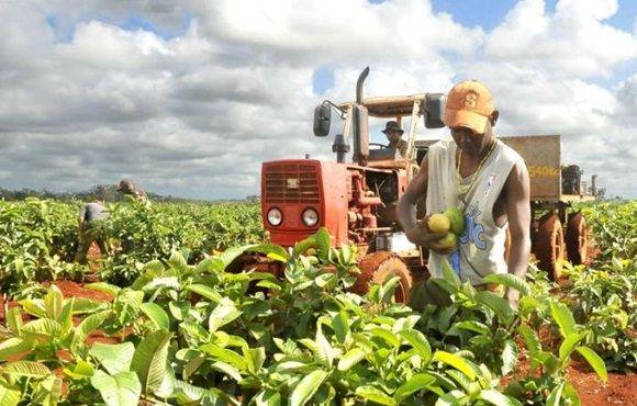 Productores de frutas