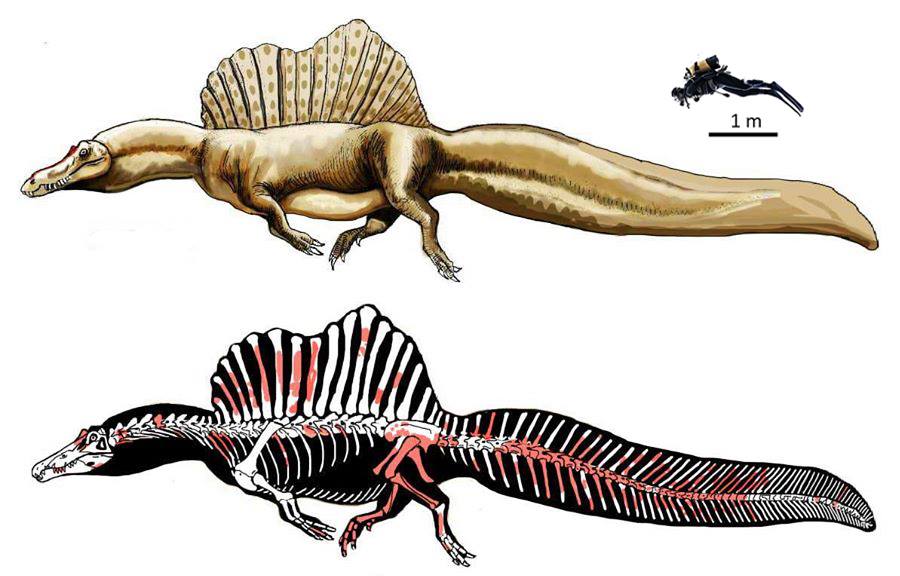 Spinosaurus: el rey nacido para el agua - Juventud Rebelde - Diario de la  juventud cubana
