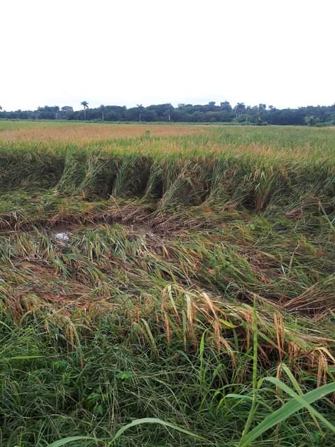 Más de 600 ha de arroz resultaron afectadas. 