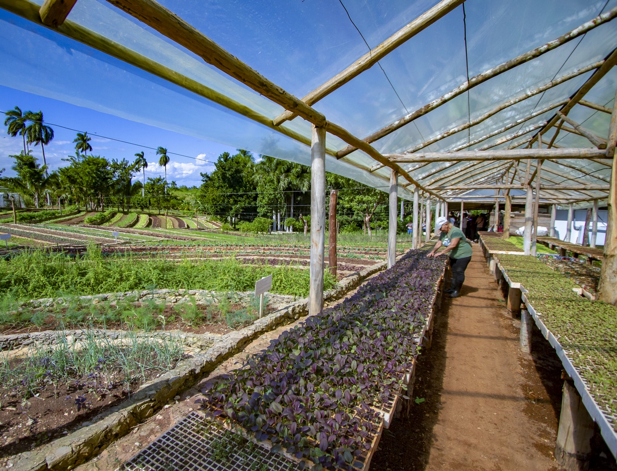 Agricultura cubana