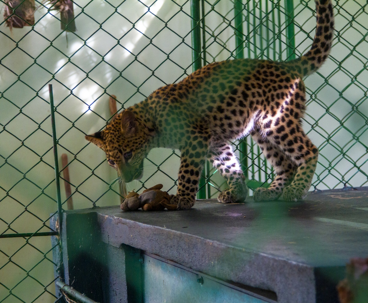 El Leopardo Owen