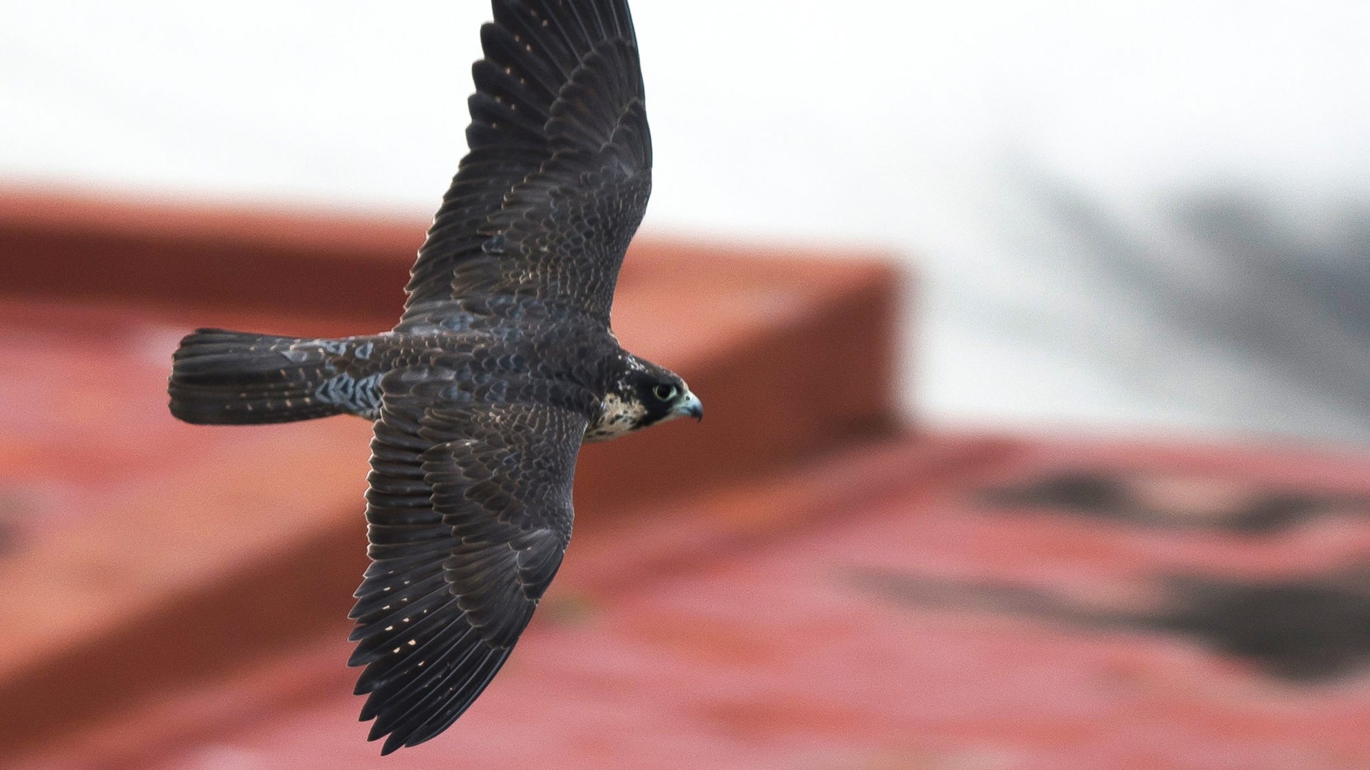 Halcones en Cuba