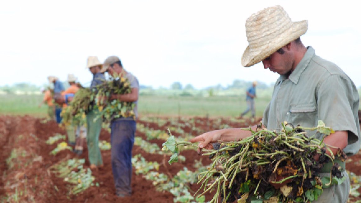 Hoy se realizan acciones para formar los recursos humanos necesarios y elevar la capacitación de aquellos que laboran en el campo