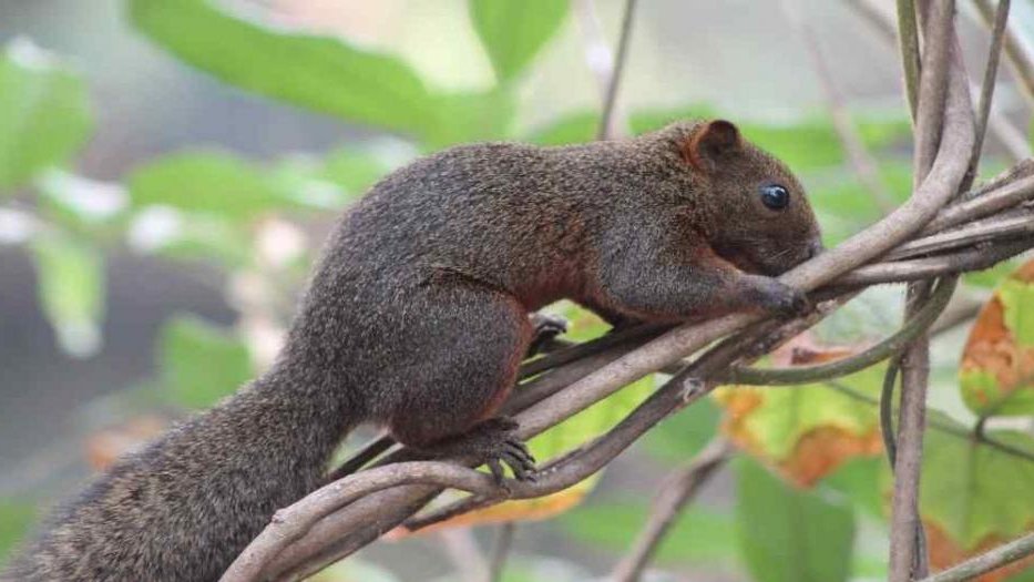 Pronostican aumento de especies invasoras en el mundo.