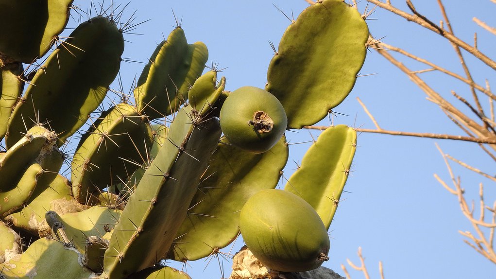 Dendrocereus nudiflorus