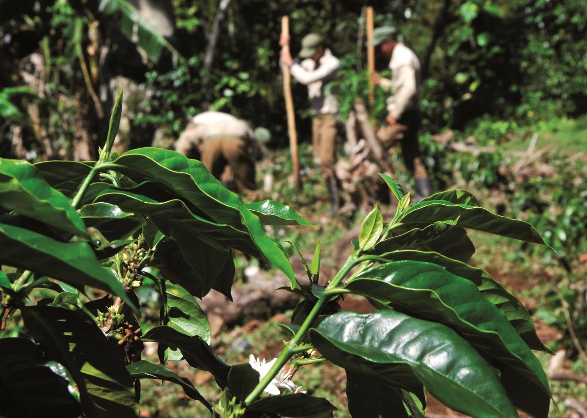 Fomentar la producción cafetalera