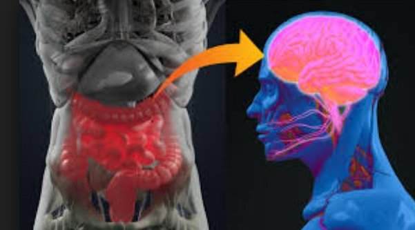 En el estómago existen en torno a 100 millones de neuronas, más de las que contiene la columna vertebral