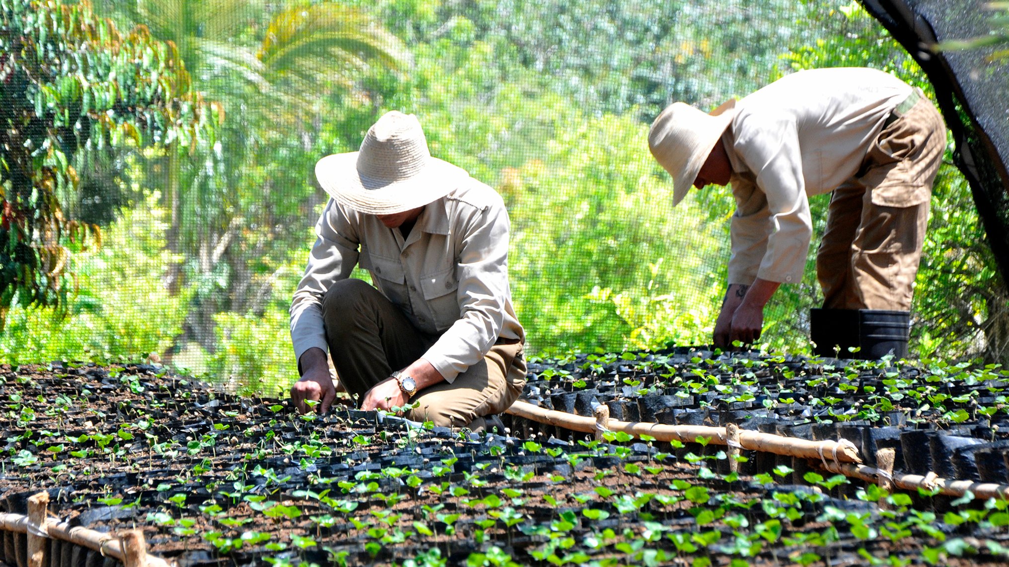 Los soldados del EJT se encargan de las atenciones culturales al aromático fruto.