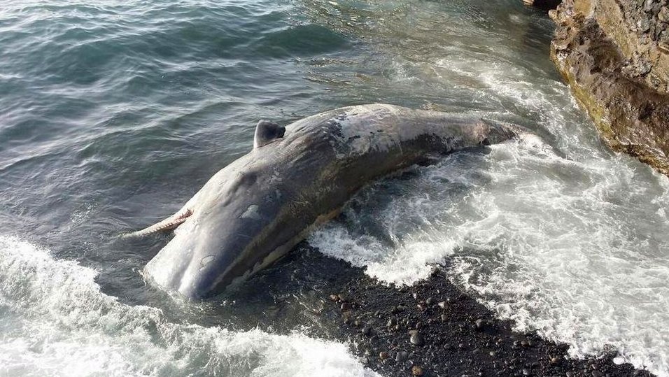 Los cachalotes son animales sociales que se congregan en pequeñas manadas