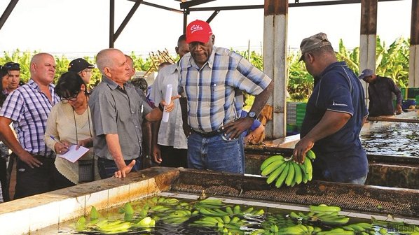 Salvador Valdés Mesa