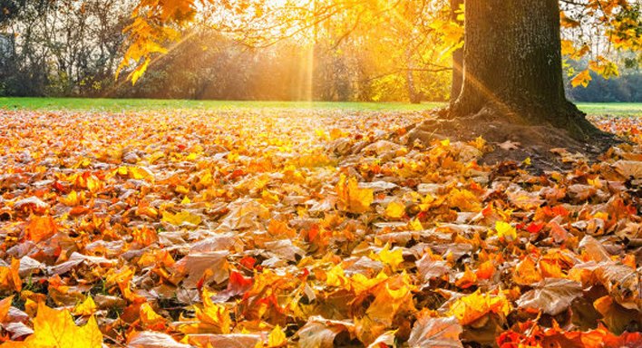 Llega el otoño al hemisferio norte.