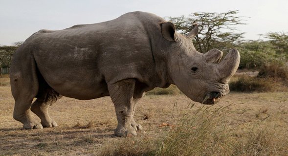 El último rinoceronte blanco macho, de nombre Sudán