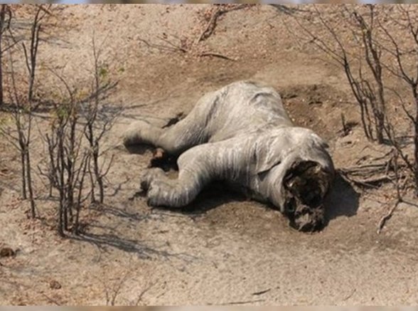 La mayor matanza de elefantes conocida en la historia del continente africano dejó muertos  a casi cien paquidermos en Botswana