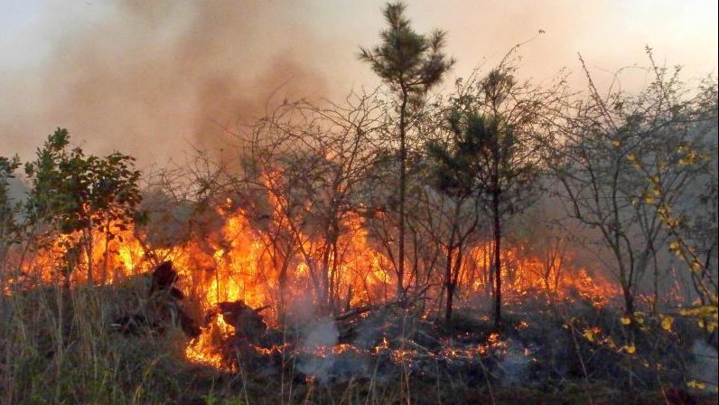 Incendio forestal