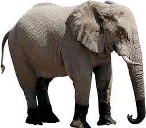 Elefante