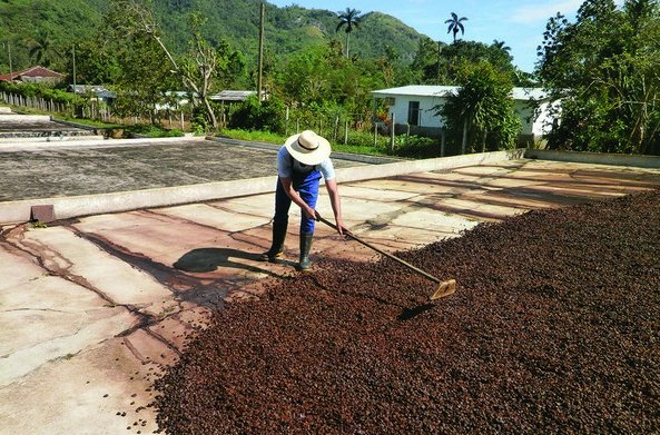 Secado del café al sol.