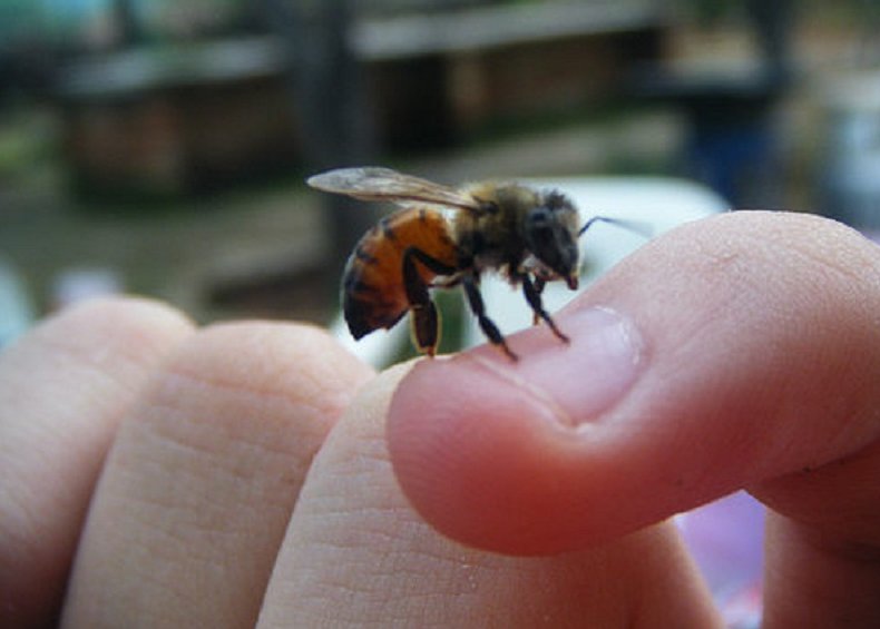 Picadura de abeja