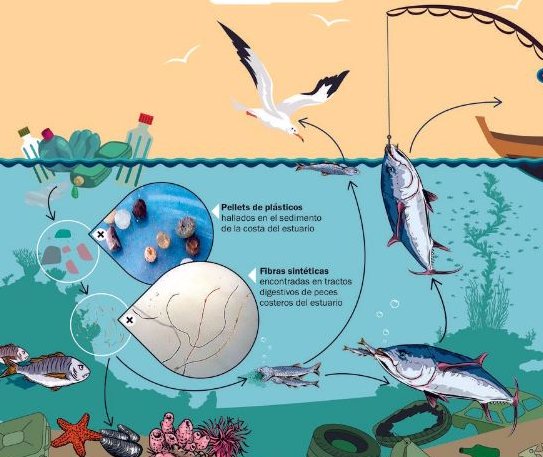 Detectan preocupante ciclo contaminante entre las personas que coman pescado y los elementos químicos o plásticos lanzados al mar