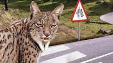 Lince en la carretera de la Florida