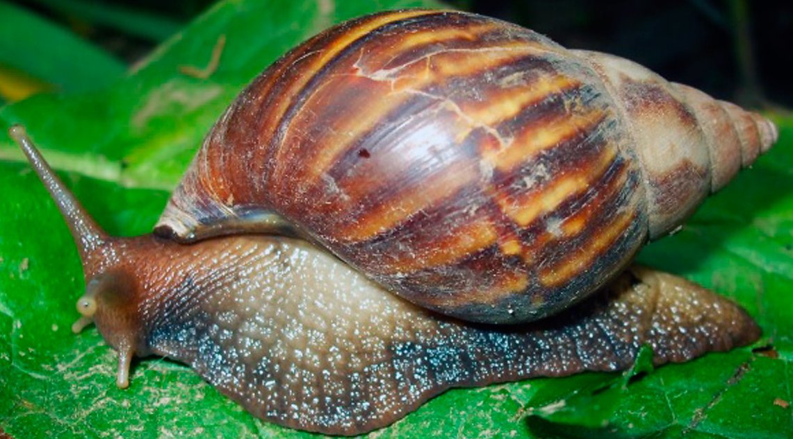 Caracol gigante africano