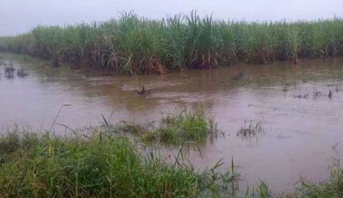 Lluvias intensas en cañaverales cubanos