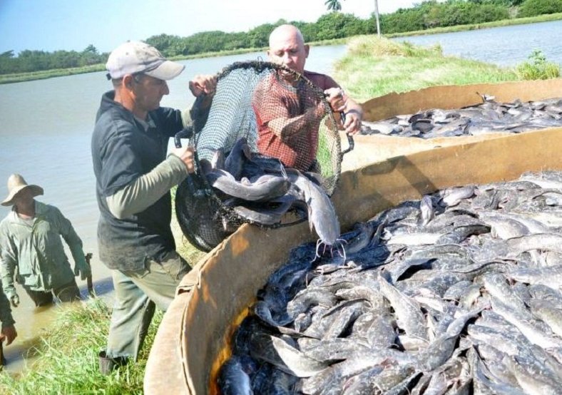 Captura de clarias