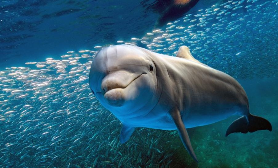 Delfines