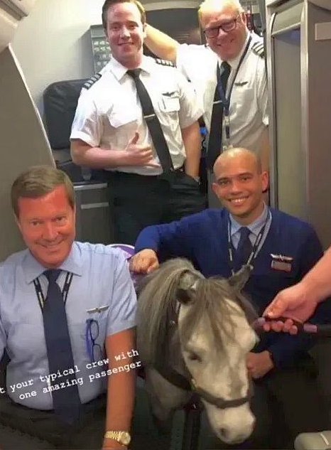 Caballo sorprende como inusual pasajero de un avión