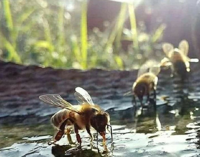 Abejas